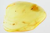 Detailed Fossil Spider (Araneae) In Baltic Amber #325255-1